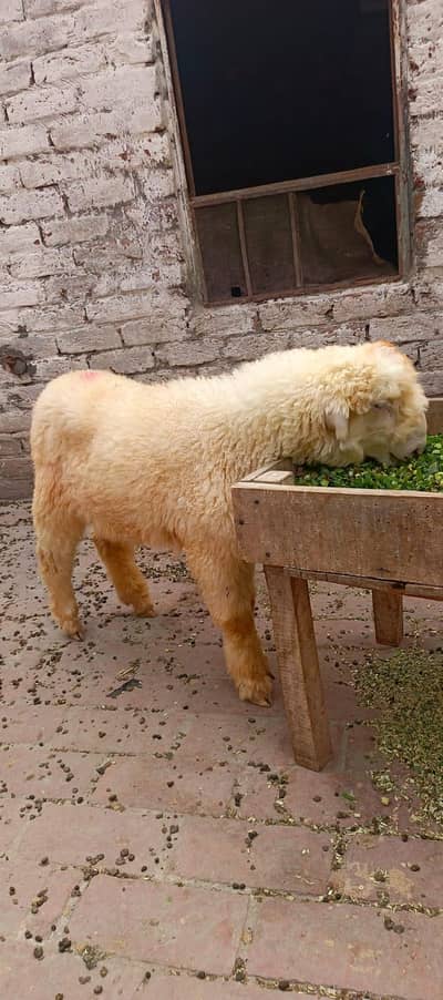 AA  goats farm NEW STOCK 1-07-2026