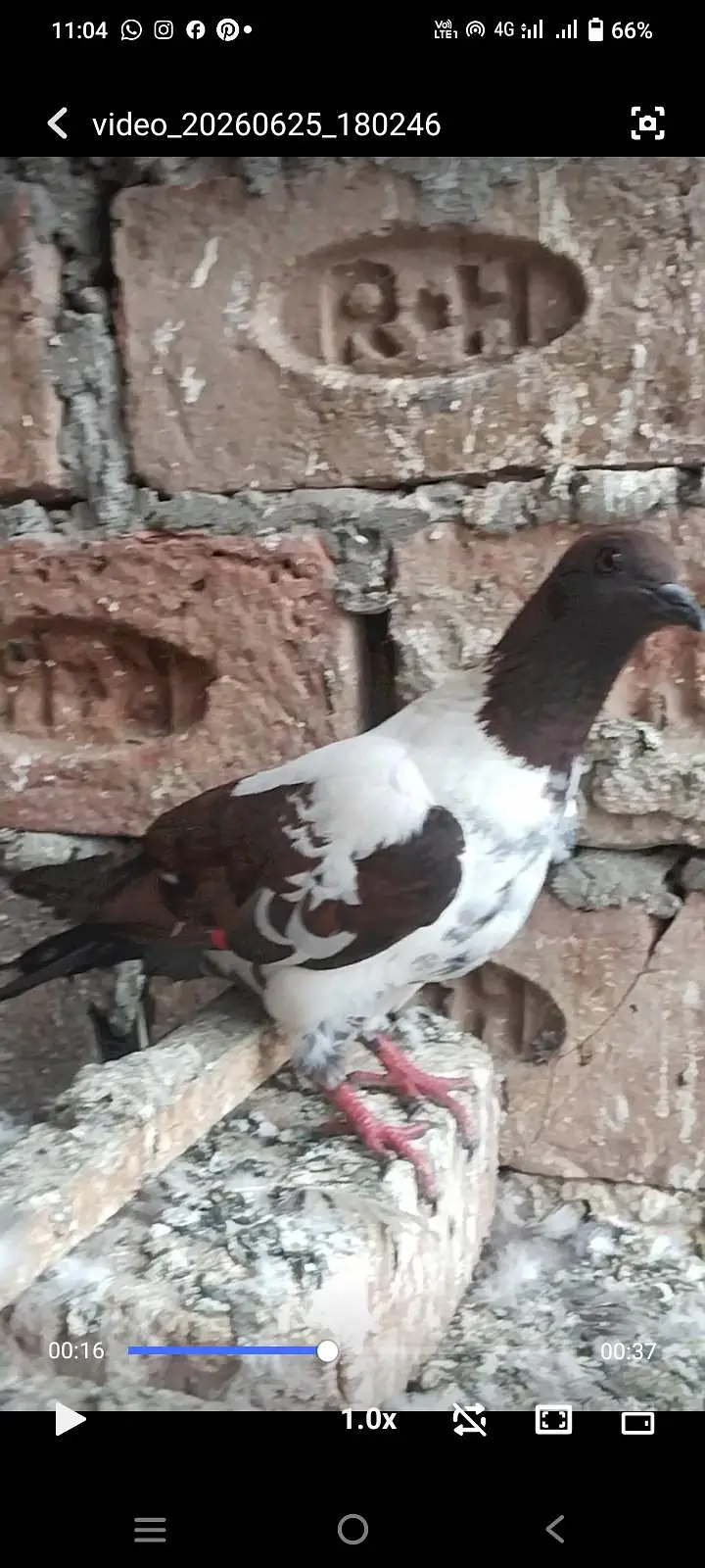 4 Pathy guldar baredar watsap o31371o1886 — photo 4