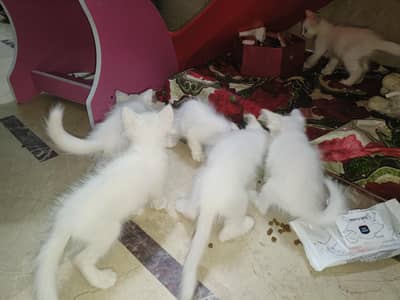 cat Persian kittens available