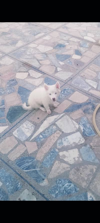 Pure Russian Breed