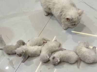 Persian triple coated kittens
