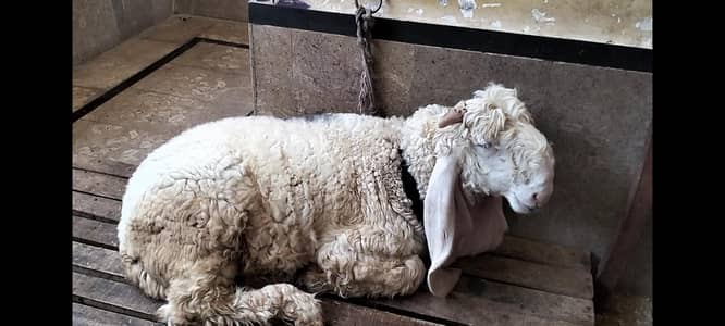 kajla chatra & mundra for sale