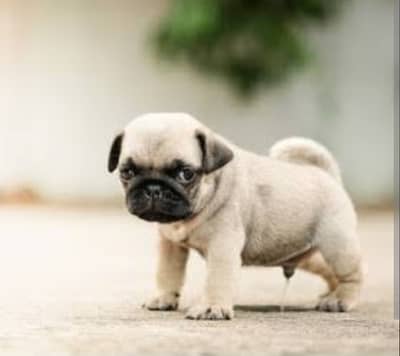 Pug puppies 92@330*540*6115