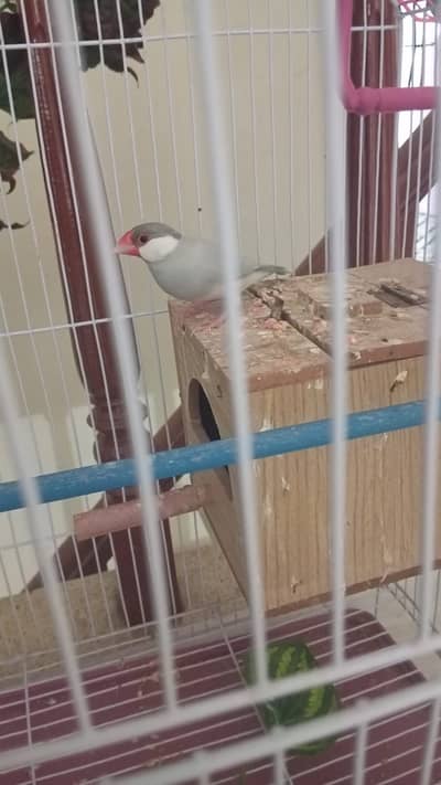 One Jawa Male Available for Free Pick Up