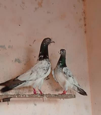 top quality red eye pair for sale.