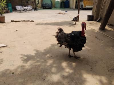 Turkey bird