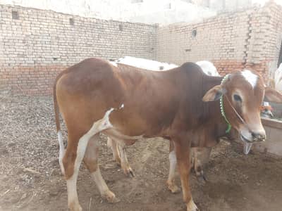 kheree wachy sahiwal+dhani