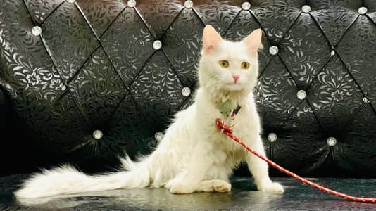 White Fluffy Cat