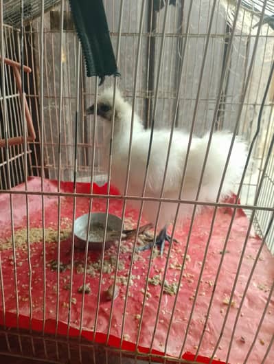 3mnths plus male silk fulll healthy and fluffy chick 