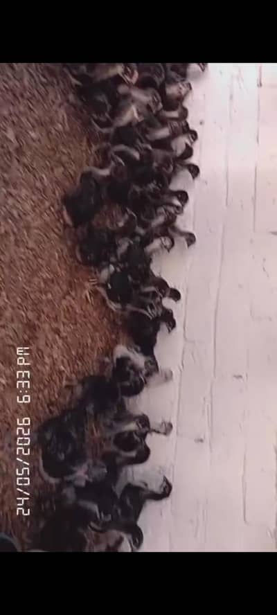 pure Australorp chicks for sale