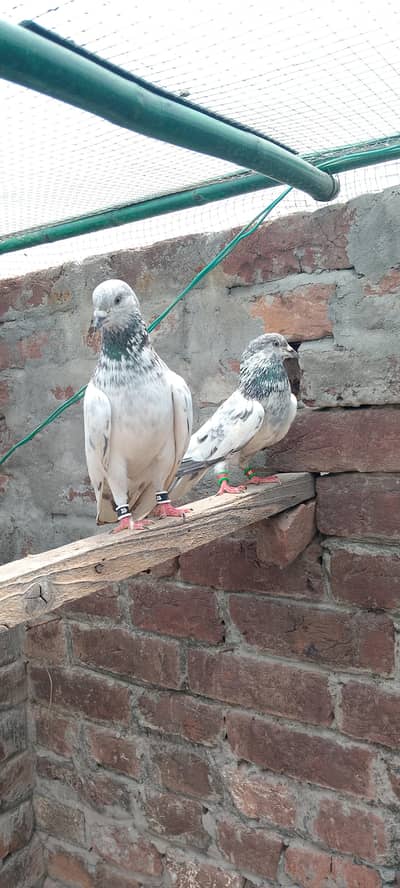 Sailkoti male
