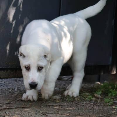 IMPORTED ALABAI GIANT PUPPIES AVAILABLE IN PAKISTAN