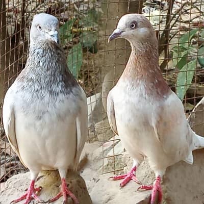 lakha pigeons pair for sale full active healthy