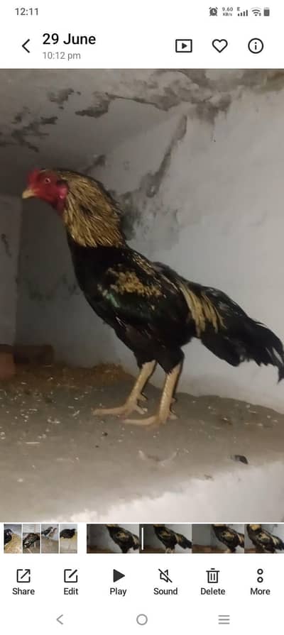 Pure Mianwali Aseel Murgha | Strong Bloodline | Big Size
