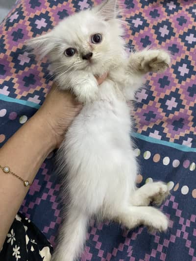 Kitten for sale