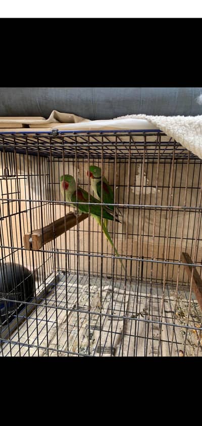 Raw ka breeder pair