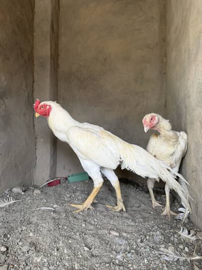 White shamo