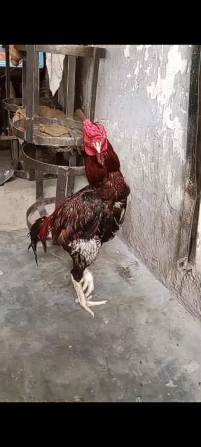 jesy chahye vohi rabta kry is nmbr py 03224465898