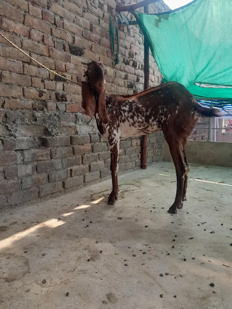 2 dant maki ceni bakri for sale