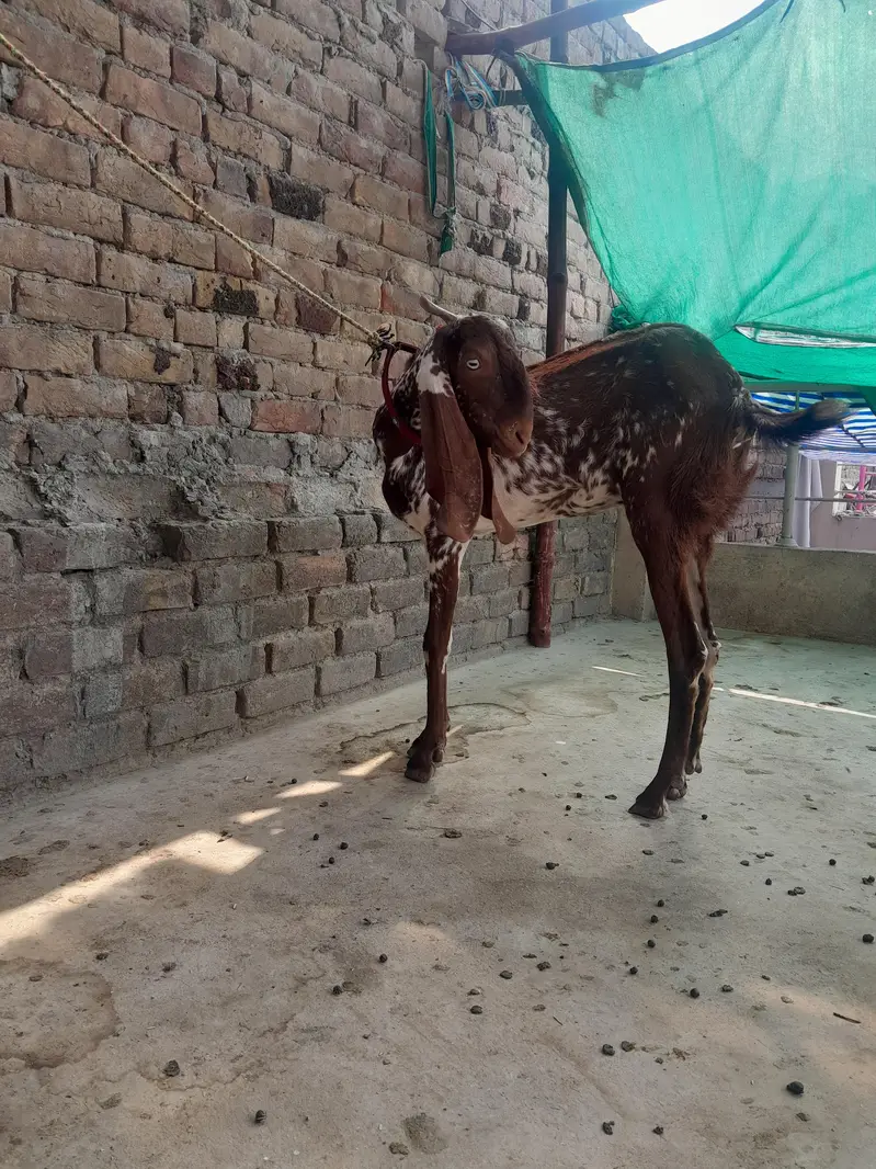 2 dant maki ceni bakri for sale — photo 2