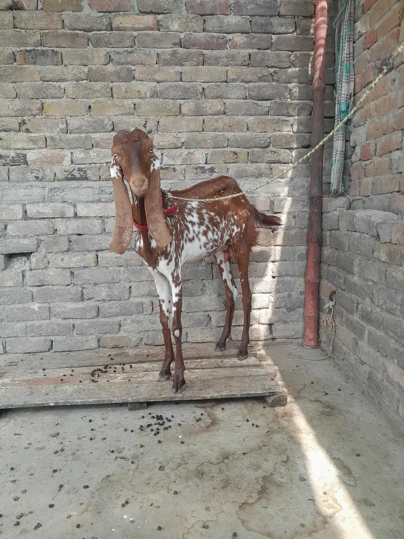 2 dant maki ceni bakri for sale — photo 3