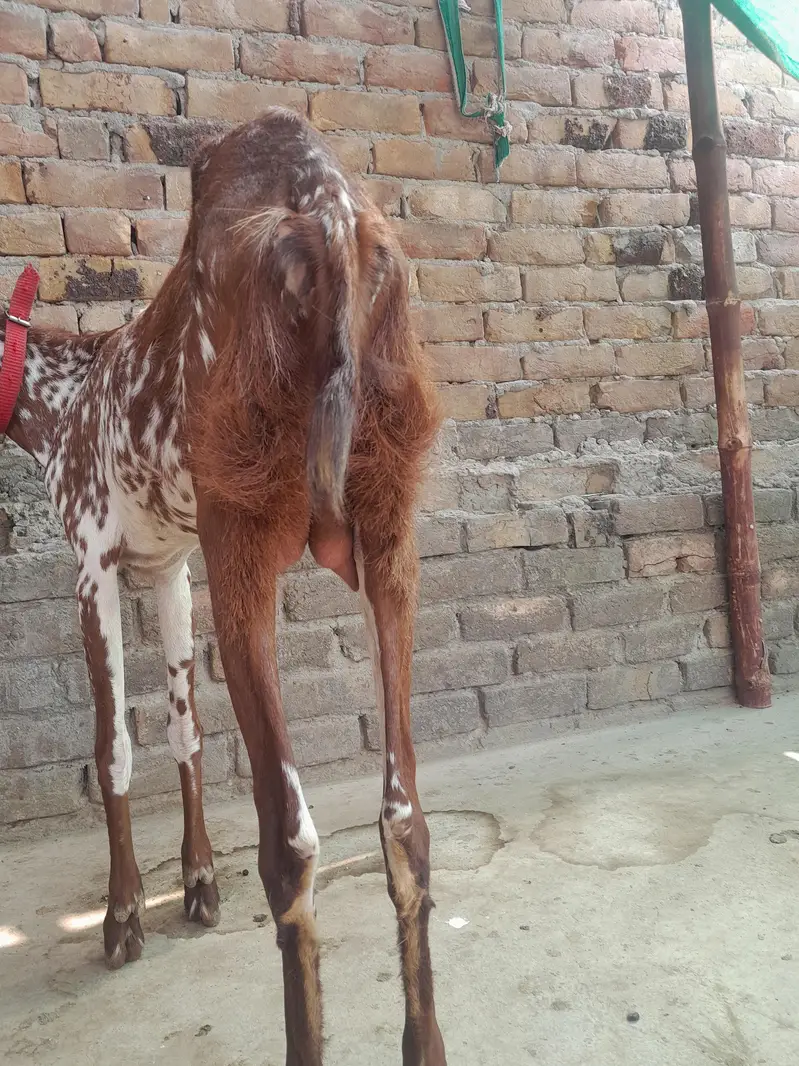 2 dant maki ceni bakri for sale — photo 4