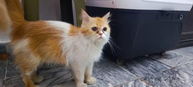 Tripple coat punch face persian cat for sale
