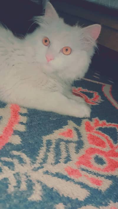 pure white Persian age 1 year