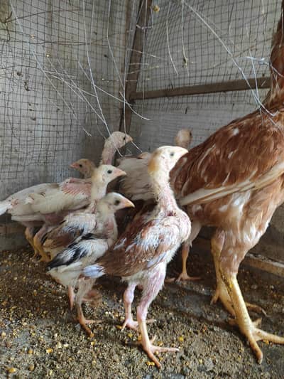 Aseel chicks