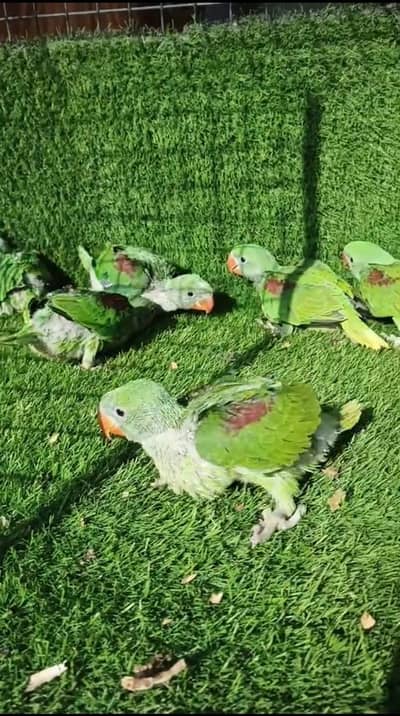 Parrot