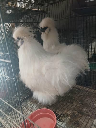 Confirm egg laying pair