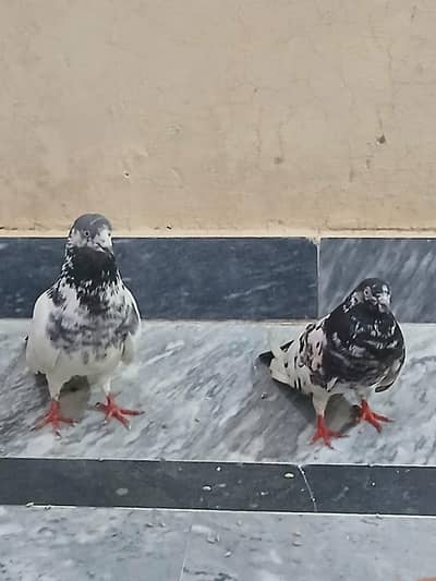teddy or sherazi pair for sale