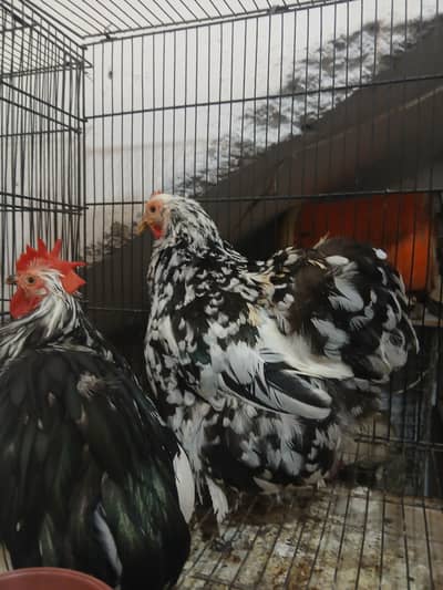 Molted and black bentum breeder pairs