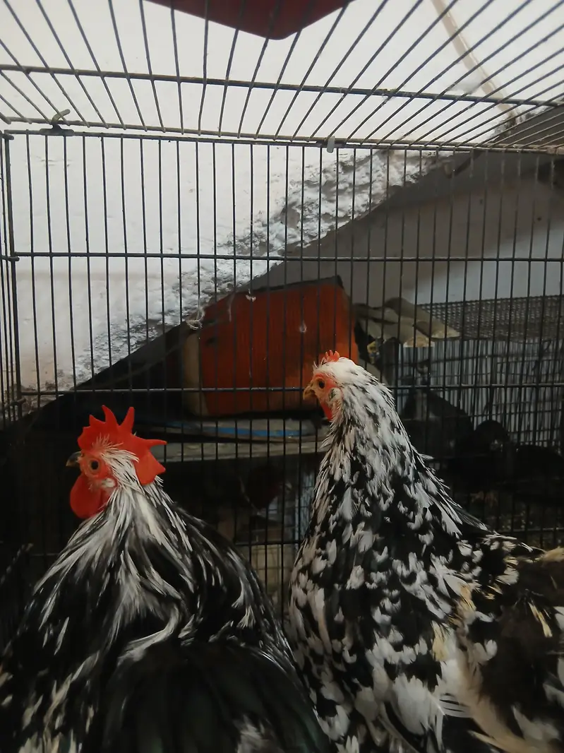 Molted and black bentum breeder pairs — photo 2