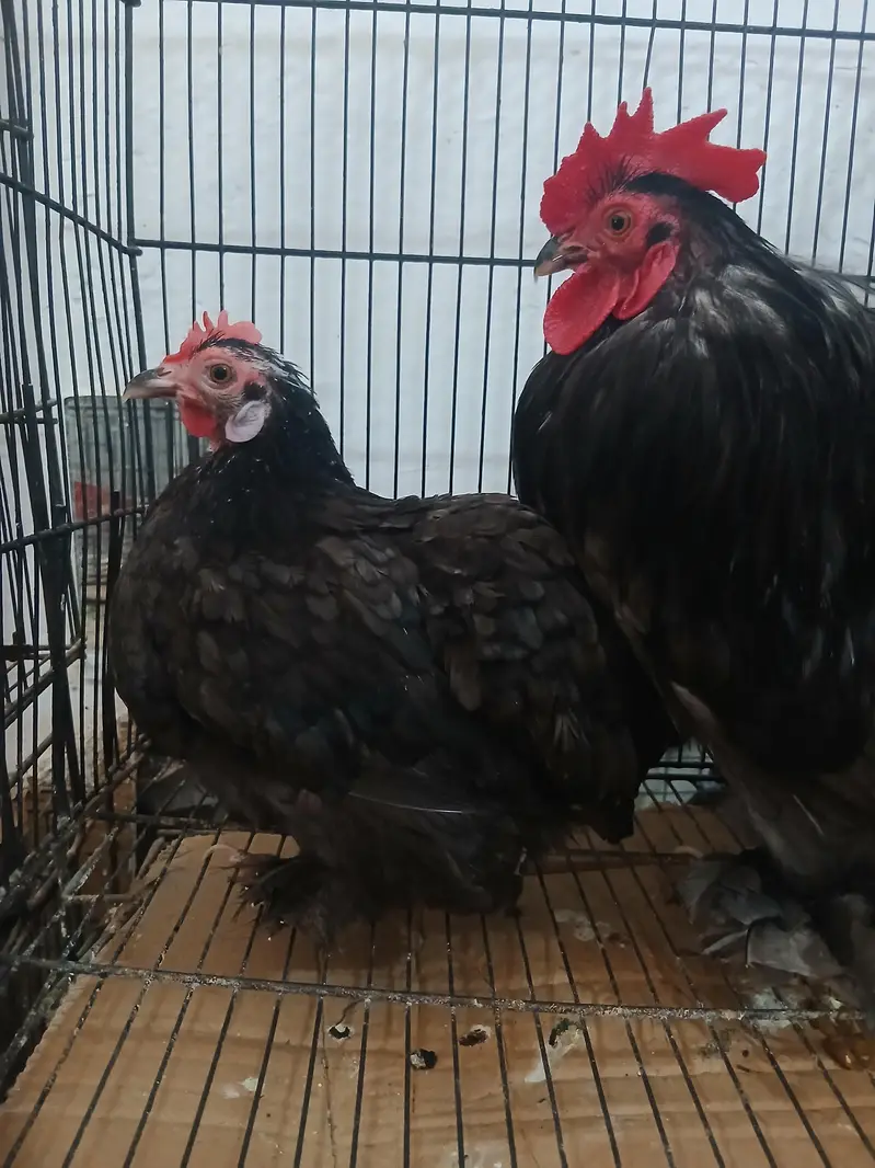 Molted and black bentum breeder pairs — photo 3