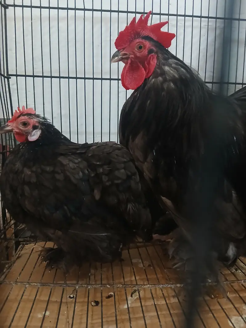 Molted and black bentum breeder pairs — photo 4