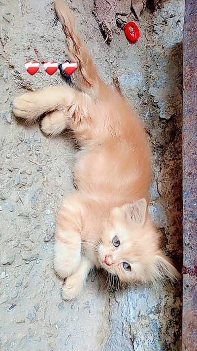 2-Month-Old Adorable Kittens for Sale