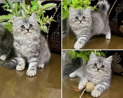 Persian Kittens | Triple Coated | Fluffy Kittens | For Sale | COD Ava