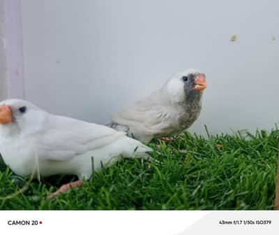 finches & Euro foster finches available