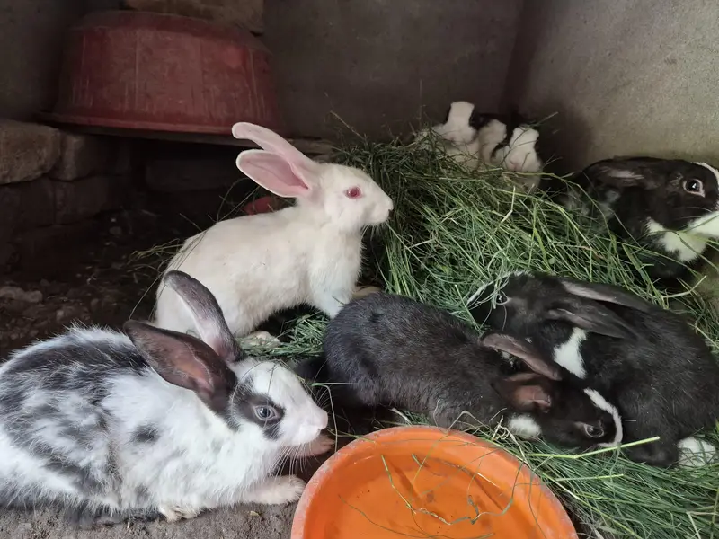 Rabit male female