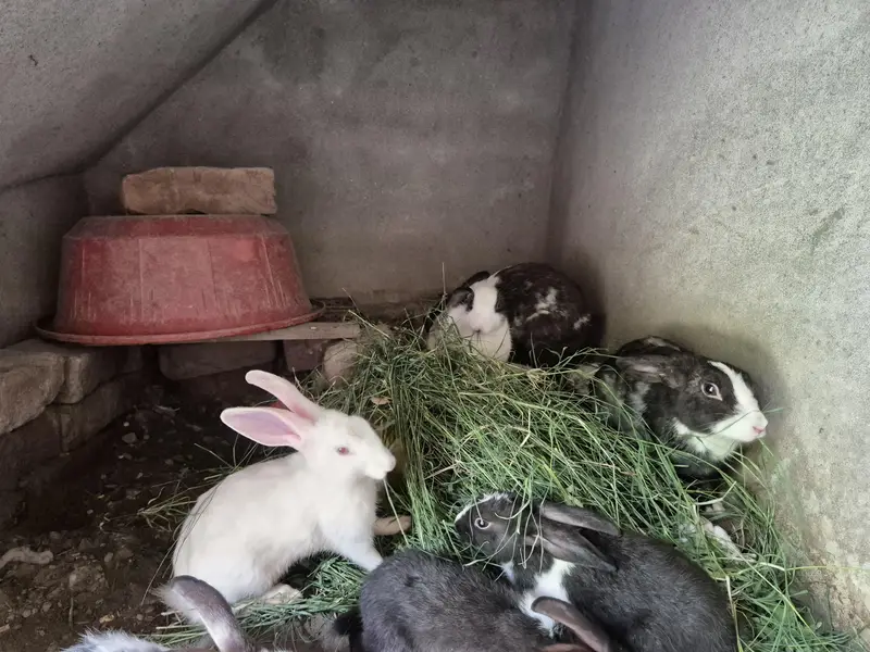Rabit male female — photo 3