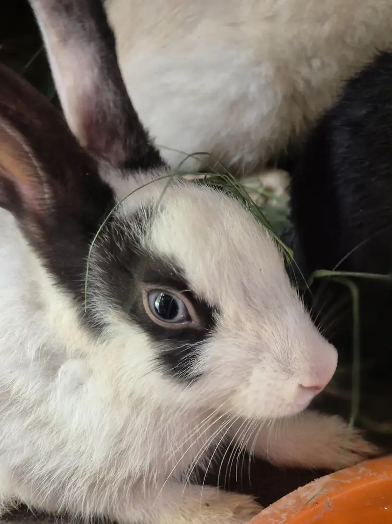 Rabit male female — photo 5