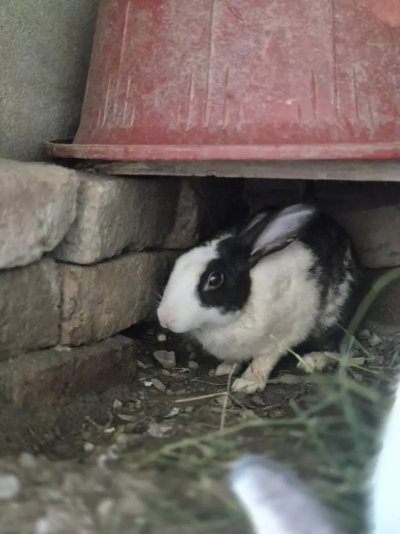 Rabit male female — photo 6