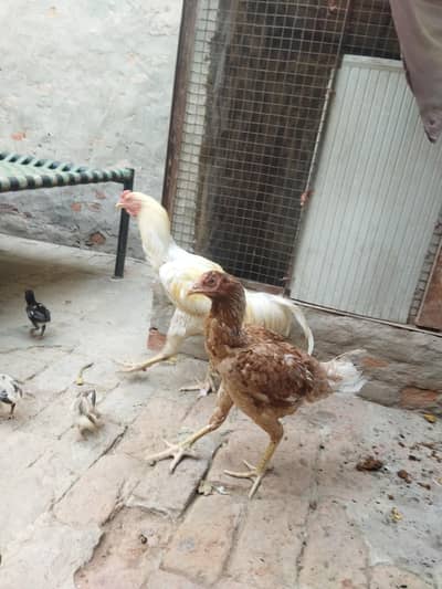 aseel heera