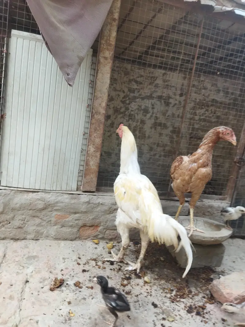 aseel heera — photo 2