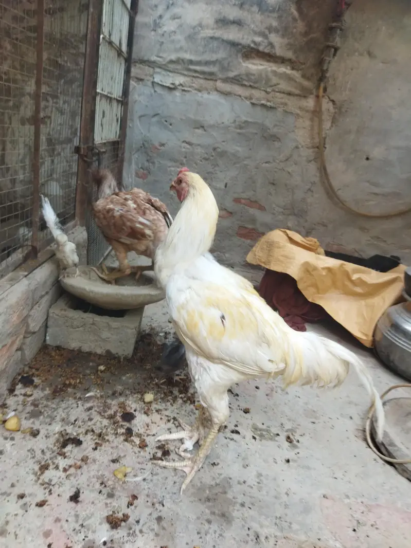 aseel heera — photo 3