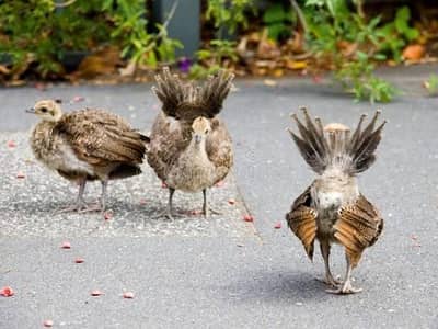 Peacock chicks pair 13000