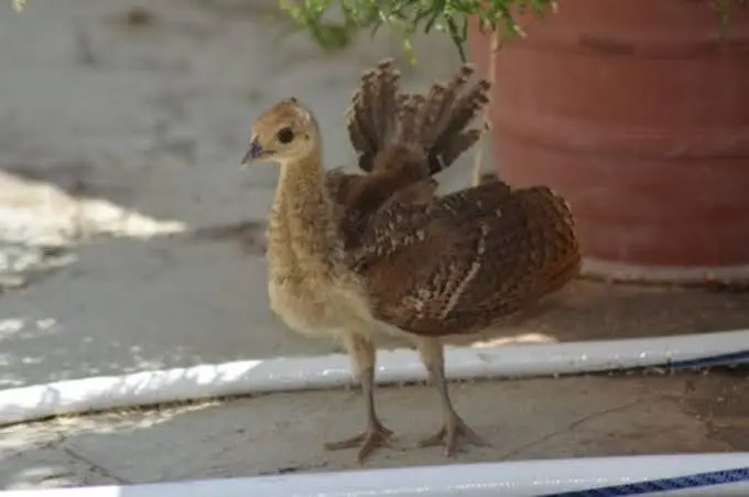 Peacock chicks pair 13000 — photo 2