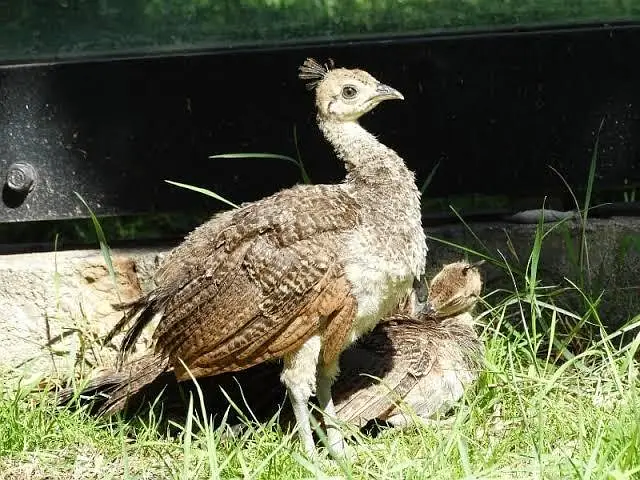 Peacock chicks pair 13000 — photo 3