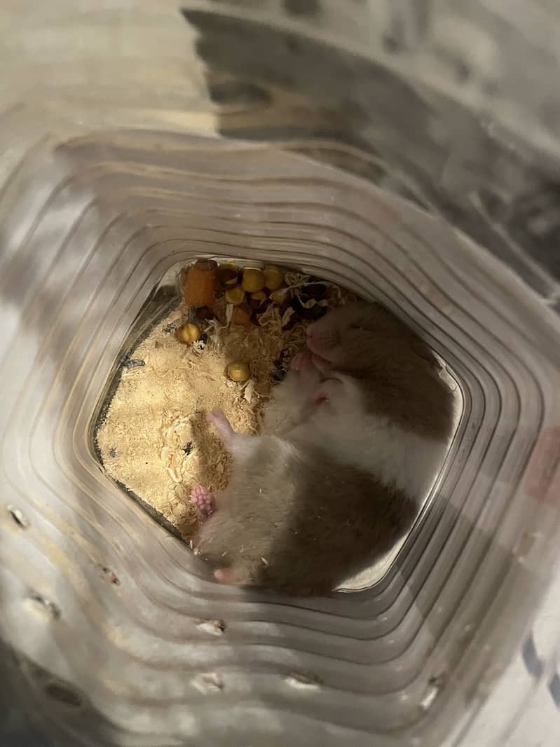 Hamster 1